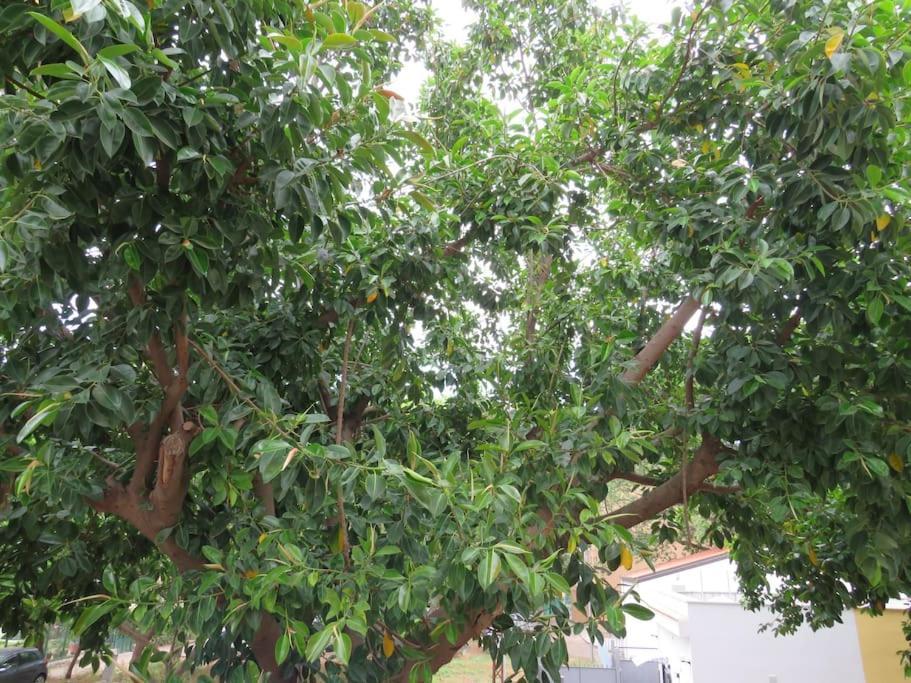 Relax Nel Verde- Giodapi Palm Παλέρμο Εξωτερικό φωτογραφία