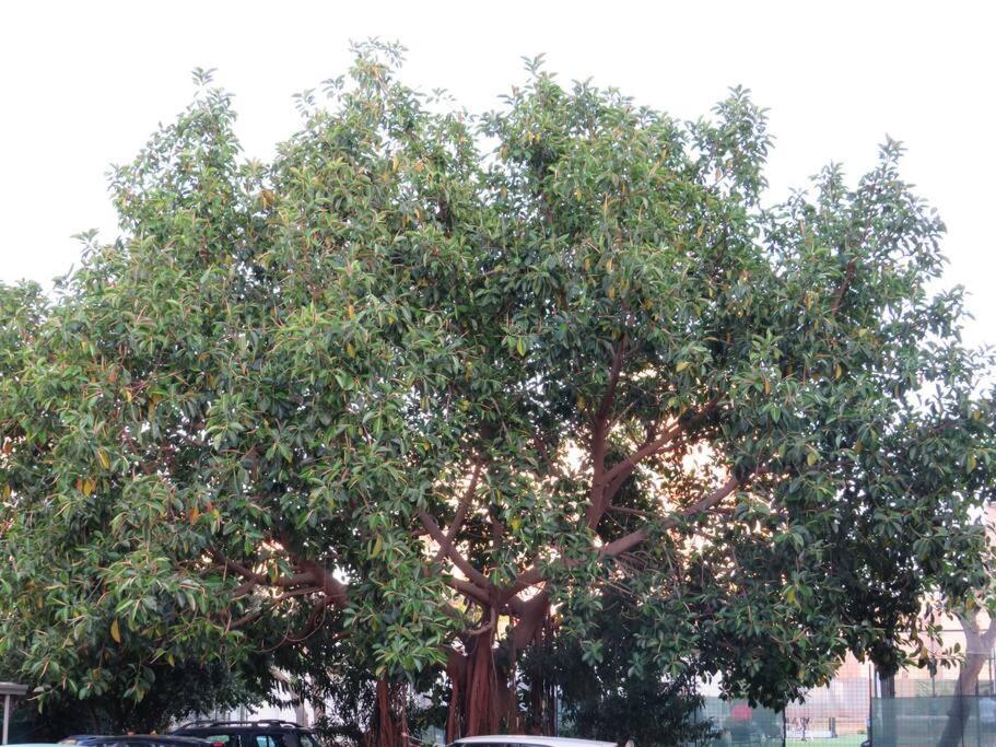 Relax Nel Verde- Giodapi Palm Παλέρμο Εξωτερικό φωτογραφία