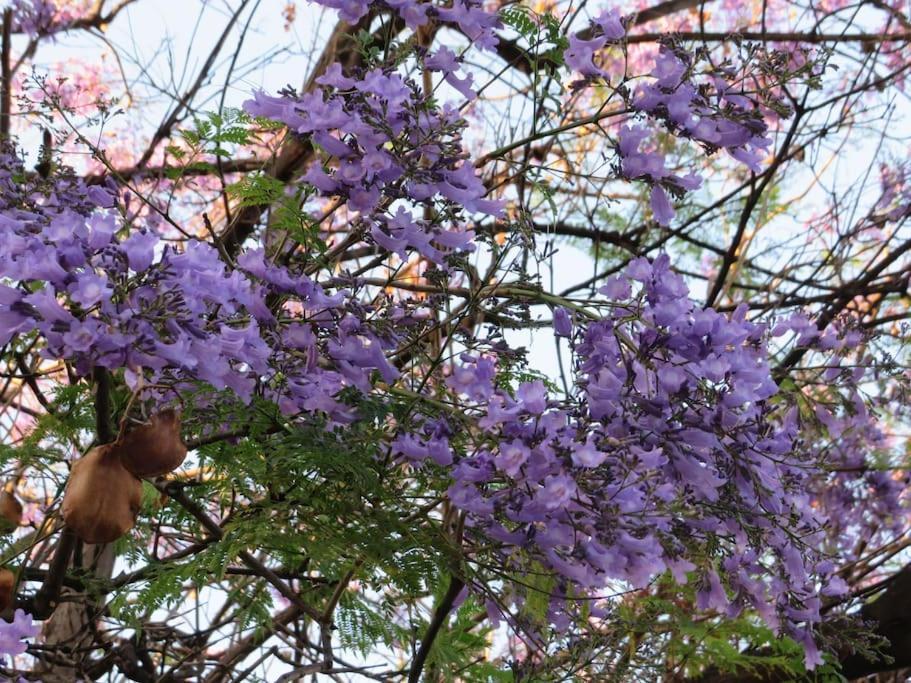 Relax Nel Verde- Giodapi Palm Παλέρμο Εξωτερικό φωτογραφία